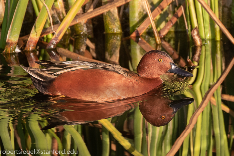 emily renzel wetlands